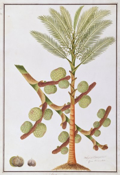 Sago, des dessins de plantes de Malacca, c.1805-18 - Chinese School
